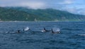 A group of Killer Whales swimming in the sea of Okhotsk near the Shiretoko Peninsula