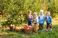 Group of kindergarten kids helping to pick apples Royalty Free Stock Photo