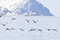 Group of King Eider in flight Royalty Free Stock Photo