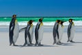 Group of King penguins, Aptenodytes patagonicus, going from white sand to sea, artic animals in the nature habitat, dark blue sky, Royalty Free Stock Photo