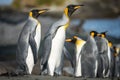 Group of King Penguins (APTENODYTES PATAGONICUS) on South Georgia Royalty Free Stock Photo