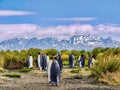 A group of king penguins, Aptenodytes patagonicus, on South Georgia Island in the South Atlantic Ocean. Royalty Free Stock Photo