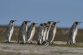 Wildlife of the Falkland Islands