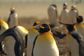 A group of king penguins on the beach. Royalty Free Stock Photo