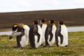 Group of King Penguins