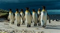 Group of king penguins, going from white sand to sea, dark blue sky.