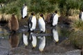 Group of King Penguins with reflection on South Georgia Island Royalty Free Stock Photo