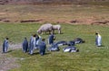 Group of King Penguins with sheep at Volunteer Beach, Falklands, UK Royalty Free Stock Photo