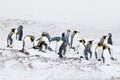 Group of king penguins in the snow. White habitat with sea birds. Penguin in the nature. Penguin family on the white sand beach. Royalty Free Stock Photo