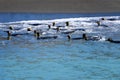 Group of King Penguins swimming in the crystal-clear waters of Gold Harbour, South Georgia Island Royalty Free Stock Photo