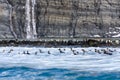 Group of King Penguins swimming in the crystal-clear waters of Gold Harbour, South Georgia Island Royalty Free Stock Photo