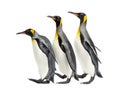 Group of King penguins walking in a row, isolated Royalty Free Stock Photo