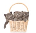 Group kittens in basket looking at camera. isolated