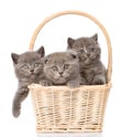 Group kittens in basket looking at camera. isolated on white Royalty Free Stock Photo