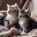 A group of kittens cuddled up together, fast asleep in a pile of blankets5