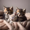 A group of kittens cuddled up together, fast asleep in a pile of blankets3