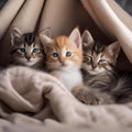 A group of kittens cuddled up together, fast asleep in a pile of blankets1