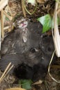 A group of kittens huddles under the weeds. Royalty Free Stock Photo