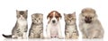 Group of kittens and puppies Royalty Free Stock Photo