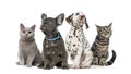 Group of kittens and puppies sitting, isolated Royalty Free Stock Photo