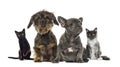 Group of kittens and puppies sitting, isolated Royalty Free Stock Photo