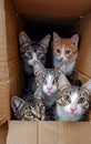 Group of kittens sitting in cardboard box looking at the camera. Royalty Free Stock Photo