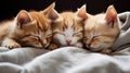 A group of kittens are sleeping on a bed