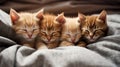 A group of kittens are sleeping on a bed