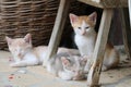 A group of kittens sleeping under a chair