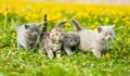 Group of kittens walking on a dandelion field Royalty Free Stock Photo