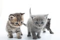 Group of kittens walking towards together. Studio shot. Isolated