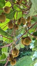 A group of kiwi fruits hanging from a branch