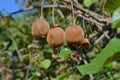 A group of kiwis