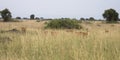 Group of kob in Queen Elizabeth National Park, Uganda Royalty Free Stock Photo