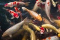 Group of koi carps swimming in pond