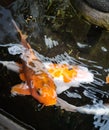 A group of koi fish swimming in the ornamental pond of a house.