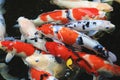 A group of Koi goldfish in pond