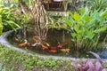 A group of Koi or jinli or nishikigoi or brocaded carp fish in a tropical garden near home. Close up.Thailand Royalty Free Stock Photo