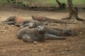 Group of Komodo dragons Royalty Free Stock Photo