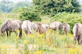 Group of Konik Horses grazing grass in the Ooijpolder in Holland, Europe Royalty Free Stock Photo