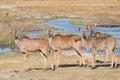 Group of kudu females with oxpeckers