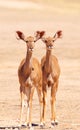 Group of Kudu (Tragelaphus Strepsiceros) Royalty Free Stock Photo