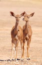 Group of Kudu (Tragelaphus Strepsiceros) Royalty Free Stock Photo