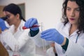 Group of  Laboratory scientists working at lab with test tubes, test or research in clinical laboratory.Science, chemistry, Royalty Free Stock Photo