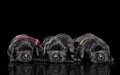 Group of Labrador Retriver puppies Royalty Free Stock Photo