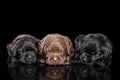 Group of Labrador Retriver puppies sleeping Royalty Free Stock Photo