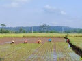 a group of lady farmers planting rice