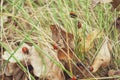 A group of ladybirds on the grass Royalty Free Stock Photo