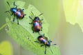 Group of Ladybug crawling on a green leaf