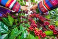 A group of Lahu tribe women in traditional clothes picking coffee beans in coffee plantation. Selective focus